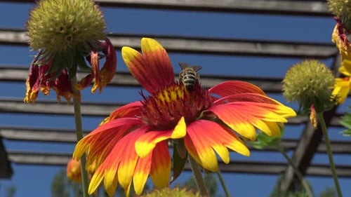 Honigbiene landet auf einer großen roten, orangefarbenen und gelben Blume, huscht herum und trinkt etwas Nektar, ein
