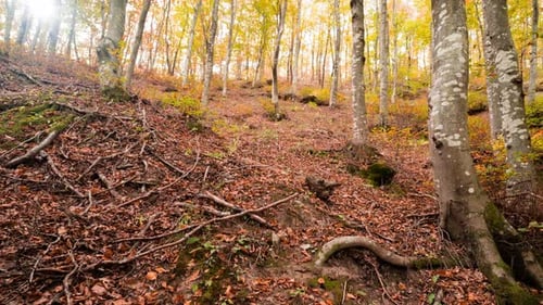 Sliding time lapse of a forest in Autumn with golden leaves and exposed roots on the forest floor.