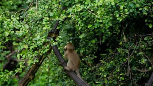 Ein junger Affe genießt eine Banane inmitten von üppigem Grün faszinierende Natur- und Tierszenen in