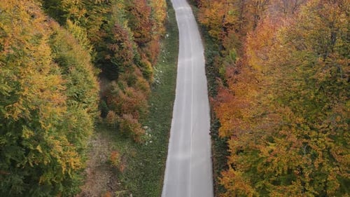 Oad In The Autumn Forest