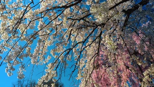 Weiße und rosafarbene Kirschblüten auf Ästen gegen den Himmel.