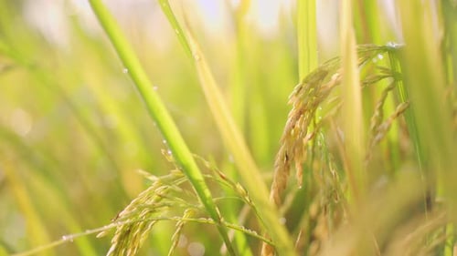 Yellow paddy