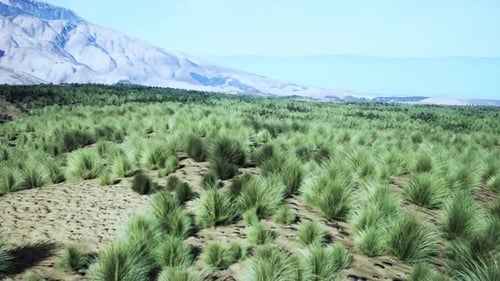 A Serene Landscape with Mountains in the Distance and a Vast Field of Grass