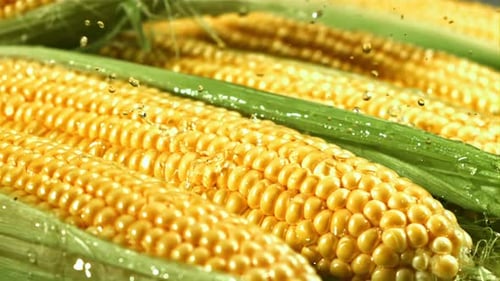 Fresh Corn on the Cob with Water Droplets