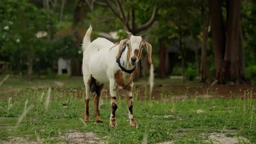 A Playful Goat Grazing in a Lush Green Meadow Captivating Moments of Nature with This Charming