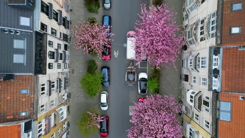 Aerial view of trees and cars on street, Belgium.