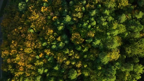Bosque denso con un follaje verde y amarillo vibrante, vista aérea de los árboles otoñales que crean una t natural
