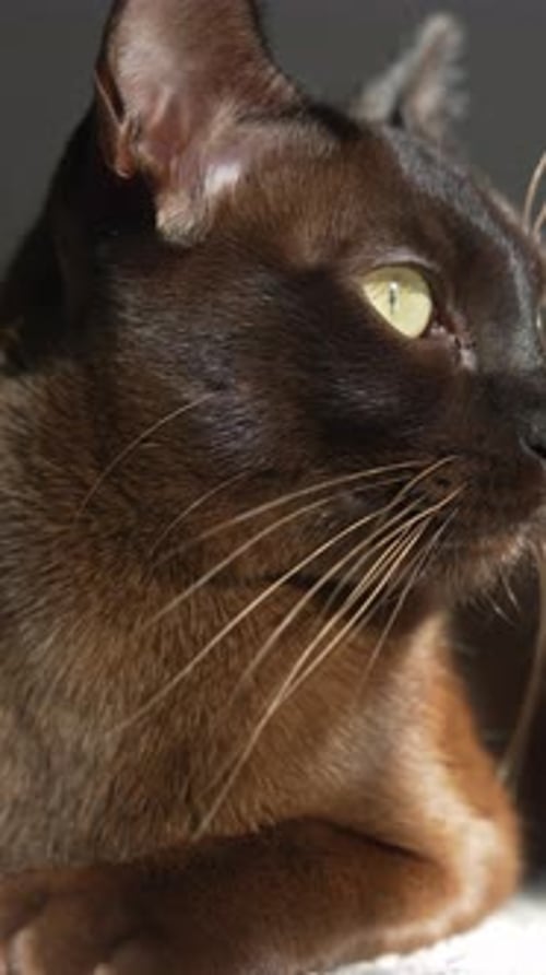 Chat birman. Chat domestique brun allongé sur le tapis, regardant la caméra et plissant les yeux
.