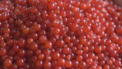 Close Up Of Harvested Redcurrant Red-Currant Berries.
