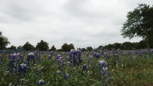Un champ de bonnets bleus dans le Texas Hill Country, le curseur se déplace de droite à gauche