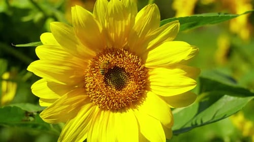 Close Up of Sunflower with Bee