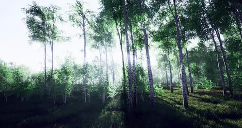 Sunlight Filters Through Vibrant Green Trees in a Serene Forest Landscape