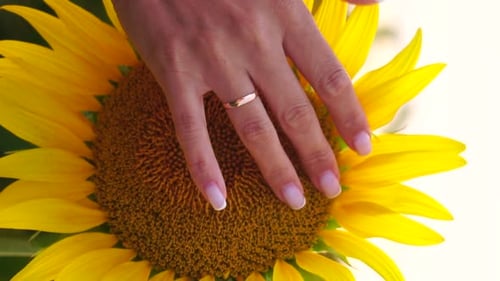 Woman Sunflower Field Woman Agronomist and Farmer Inspect Cultivated Sunflowers at Sunset Closeup of