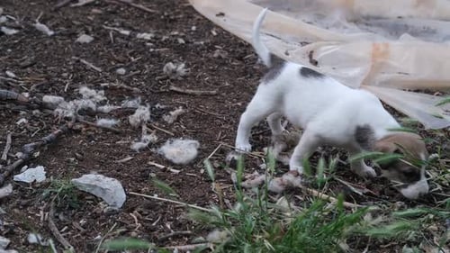 Cachorro blanco