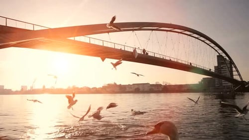 Birds Flying in Slow Motion in Lake Bridge Nature Panorama at Sunset Light
