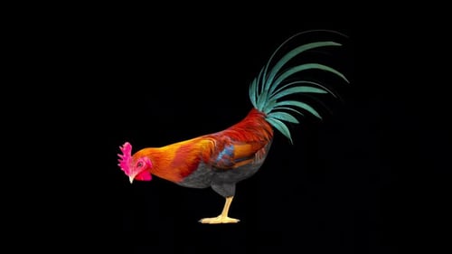 Animated 3D Rooster Pecking Ground Alpha Channel