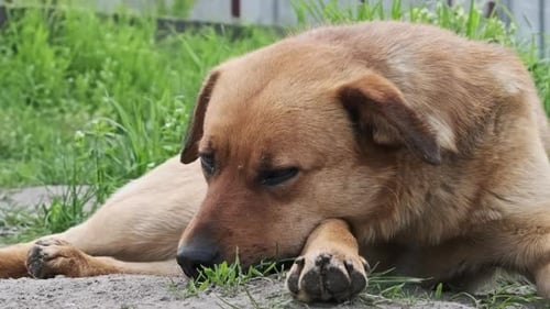 Stray Dog Lies on the Ground in Springtime CloseUp