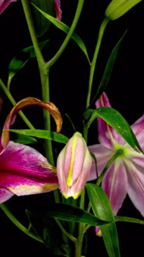 Pink Lily Blossoming Against Black Background