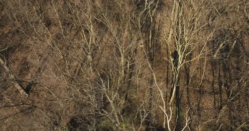 Bare Branches Of Trees In The Forest With Deers Resting On A Sunny Day. Aerial Shot