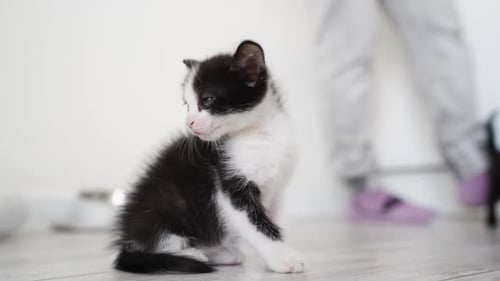 Cute Black and White Kitten Sitting Indoors