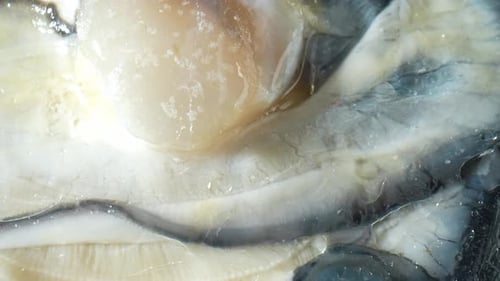 Delicious Oysters in the video. 4K.