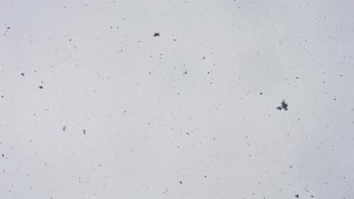 2K Schnee