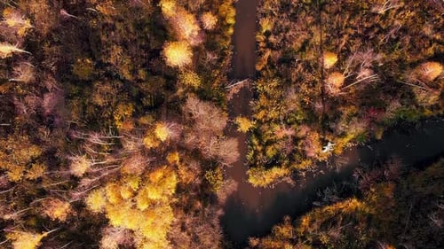 Colorful fall forest and river, top view
