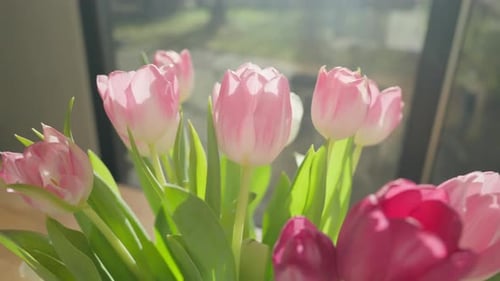Close-up dolly out of pink tulips in vase on wooden table, bathed in sunlight