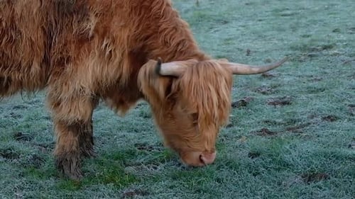 Highland Cow Grazing in a Frosty Field
