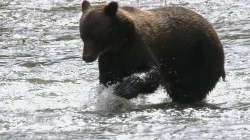 Slo mo Grizzly bear tries to catch spawning salmon in shallow river