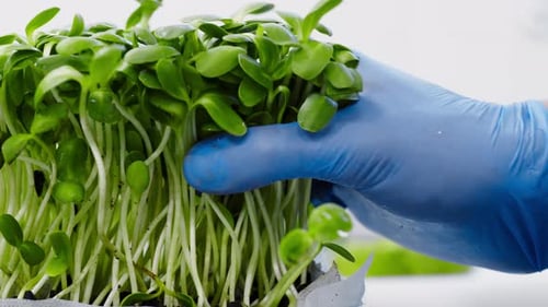 Un chef enlève des plantes fraîches et utiles avec des ciseaux dans la cuisine