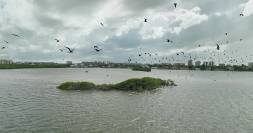 Bando de fragatas voando na costa. Grande número de aves marinhas
