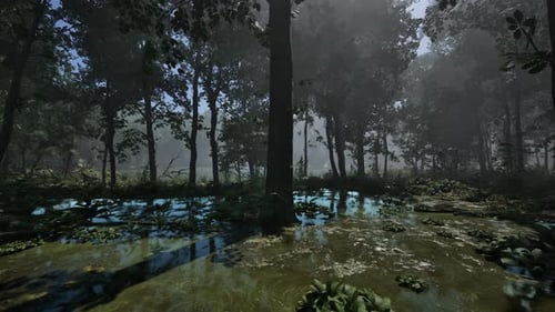 Rays of Light Falling Through the Mist and Trees in the Swamp