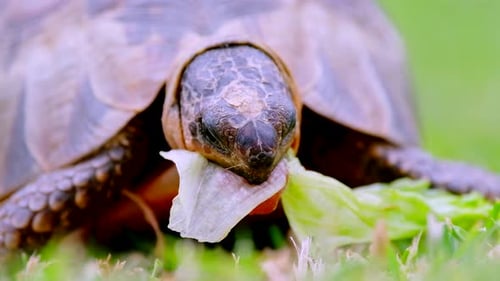 Eckige Schildkröte frisst Salatstück auf Gras, Frontalnahaufnahme aus tiefem Winkel