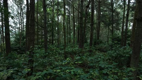 Natürlicher Blick auf den dunklen Waldbaum