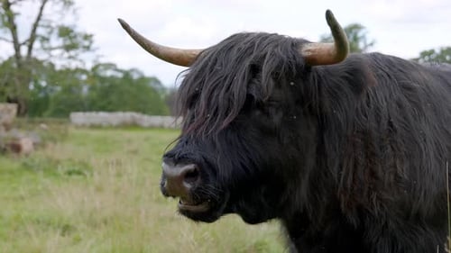 Highland Scottish cow (known as Hielan coo, Bo Ghaidhealach) in Scotland nature chewing the grass