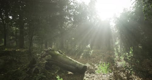 Sunlight Filters Through Trees in a Misty Forest During Early Morning Hours