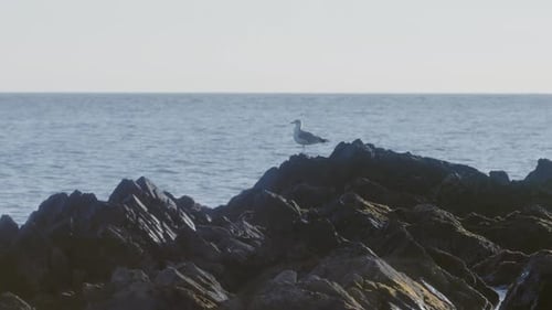 Isolated seagull on the rocks near the sea