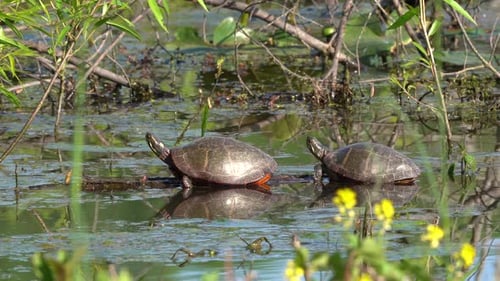 Two painted turtles resting on a submerged log.