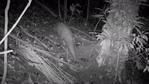 Chinese pangolin walking through the forest at night