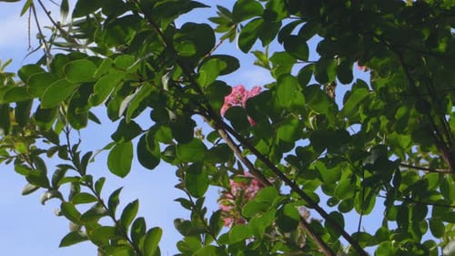 Romantic blooming scenery blossoming flowers . Trees and pink flowers on a tree close up