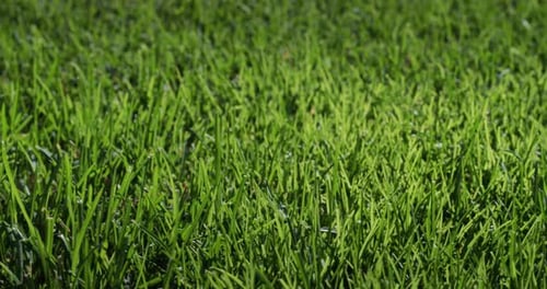 Lush Green Grass Illuminated By the Sun Perfect Lawn Slider Shot