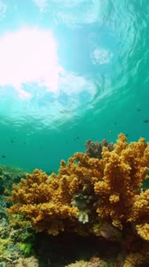 Underwater World with Coral Reef and Fish Marine Sanctuary