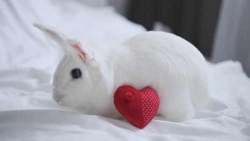 White Rabbit with Heart on Bed