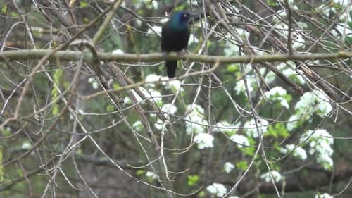 Un oiseau assis sur un arbre s'étire pour se détendre