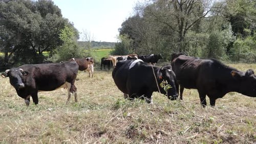 cattle with calf grazing in the field