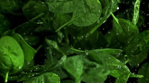 Spinach Leaves Fly Up and Fall Down Filmed on a Highspeed Camera at 1000 Fps