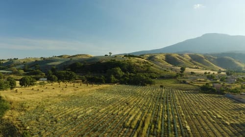 Wide Landscape of Blue Agave Fields in Tequila Mexico, Boom/Jib Up. Drone. Day