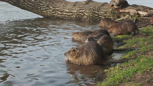 Nutria Animal Eating Carrot