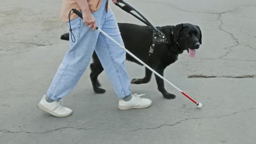Unknown Young Woman with Visual Impairment Walking with Guide Dog